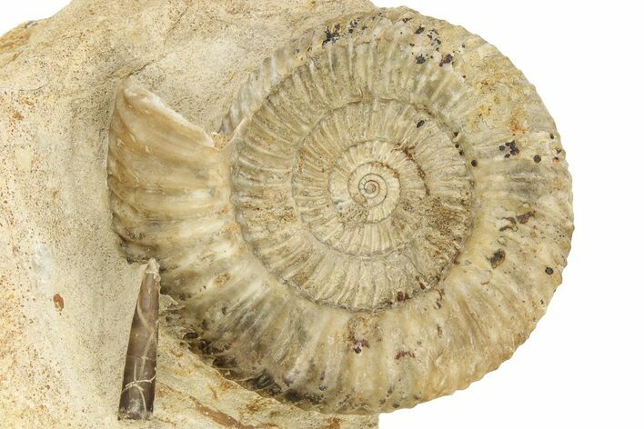 Jurassic Ammonite (Parkinsonia) Fossil With Belemnite - England #240842